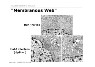 Virus de l’Hépatite C et Marqueurs


    "Membranous Web"


                               Huh7 naïves




  Huh7 infectées
    (réplicon)


Gosert et al., J Virol 2003, 77(9): 5487-5492.
 