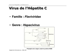 Virus de l’Hépatite C et Marqueurs


Virus de l’Hépatite C
         l’Hépatite

• Famille : Flaviviridae

• Genre : Hepacivirus




                                        Phylogénie de la région codant la protéine NS5B
Adapted from Simmonds et al., 1999; 2001.
 