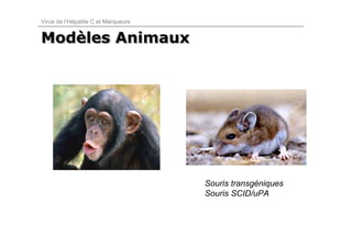 Virus de l’Hépatite C et Marqueurs


Modèles Animaux
Modèles




                                     Souris transgéniques
                                     Souris SCID/uPA
 