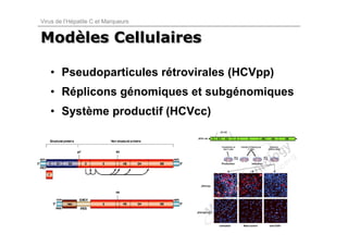 Virus de l’Hépatite C et Marqueurs


Modèles Cellulaires
Modèles

   • Pseudoparticules rétrovirales (HCVpp)
   • Réplicons génomiques et subgénomiques
   • Système productif (HCVcc)
 
