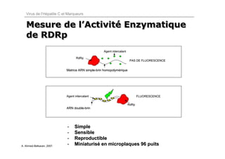 Virus de l’Hépatite C et Marqueurs


   Mesure de l’Activité Enzymatique
             l’Activité
   de RDRp
                                                  Agent intercalant

                                  RdRp
                                                                       PAS DE FLUORESCENCE


                           Matrice ARN simple-brin homopolymérique
                                       simple-     homopolymé




                           Agent intercalant                                 FLUORESCENCE

                                                                      RdRp
                           ARN double-brin
                               double-




                           -     Simple
                           -     Sensible
                           -     Reproductible
A. Ahmed-Belkacen, 2007.
                           -     Miniaturisé en microplaques 96 puits
 