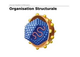 Virus de l’Hépatite C et Marqueurs


Organisation Structurale
 