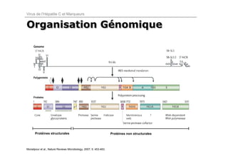 Virus de l’Hépatite C et Marqueurs


Organisation Génomique
             Génomique




      Protéines structurales                                       Protéines non structurales



Moradpour et al., Nature Reviews Microbiology, 2007; 5: 453-463.
 