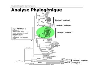 Virus de l’Hépatite C et Marqueurs


Analyse Phylogénique
        Phylogénique                                                        1mGUI24
                                                                           1mGUI11
                                                                          1mGUI17
                                                                        1dBA107
                                                                      1dHC1N16
                                                                          1dFR17
                                                                       99 Patient 26
                                                                                Patient 52
                                                          59                    Patient 60
                                                                           98 Patient 48           Génotype 1, sous-type i
                                                                  96            1iQC181
                                                                              1iQC77
                                                                                   1iFR16
                                                                                 Patient 40
                                                                                        1bHCP01
                                                       34
                                                                    100
                                                                                     1bHCVBK         Génotype 1, sous-type b
                                                                                      1bHCJ4
                                                                                 Patient 7
  Région  NS5B      (286 nt)                                                   Patient 8
                                                                                Patient 17
  CLUSTALX                                                                   Patient 18
  DNADist (PHYLIP 3.5)                                                        Patient 36
  Matrice de distance: Kimura 2-                                   100
                                                                              Patient 16
                                                                              Patient 64
                                                                                                       Génotype 1, sous-type ?
  parameter (Ts/Tv=2)                                                        Patient 28
                                                                           Patient 2
  Neighbor-Joining                                                          Patient 54
                                                         72                Patient 46
  Bootstraping : 1000 replicates                                 Patient 59
  NJPlot                                                                              1fFR2
                                                                                1l98CM1457
                                         43                                      1l98CM1427
                                                                                 1lM5186N
                                                                                               1gEG024
                                                                                                   1g2152
                                                                                                     1g1382
                                                                                                 1eQC172
                                                                                                  1eCAM1078
                                                                                              1eM4541N
                             Génotype 1
                                                                                         1kQC82
                                                                                      1kQC68
                                                                                    1jQC89
                                                                                           1jQC2
                                                                                        1aHCJ1
                                                                                            1aHCVH
                                                                                       1aHCV1
                                                                              1cKhaja1
                                                                              1cSR031
                                                                           1cHCG9
                                                                                         1h98CM1521
                                                                               1h98CM1357
                                                       Génotype 4                1hFrSSD98
                                                                                                               4aED43
                                                                     Génotype 3                                100     Patient 62
              0.05                          Génotype 6                                                                     3aNLZ1 Génotype 3,   sous-type a
                                                                                                            6aEUHK2
                                                         Génotype 2
                                                                                                             2aHCJ6
                                                                                                                      Patient 49  Génotype 2
                                      Génotype 5
                                                                                          5aSA13
 