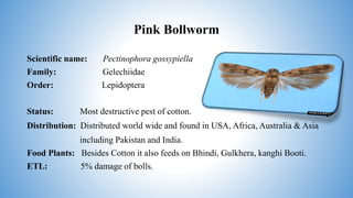 Chewing pests of cotton | PPTX