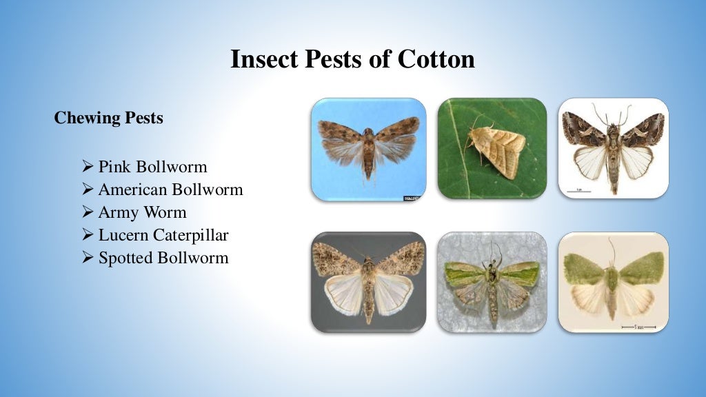 Chewing pests of cotton