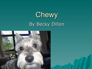 Chewy By Becky Dillon 
