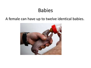 BabiesA female can have up to twelve identical babies.