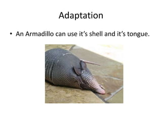 AdaptationAn Armadillo can use it’s shell and it’s tongue. 