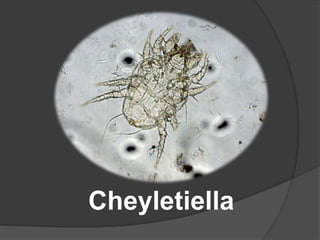 Cheyletiella
 