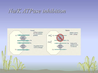 Na/K ATPase inhibition
 