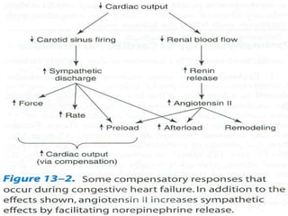 • Figure p.203 kat
 