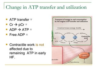 Change in ATP transfer and utilization ATP transfer ▽ Cr    pCr ▽ ADP    ATP ▽ Free ADP △ Contractile work  is not  affected due to remaining  ATP in early HF. 