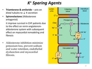 K+ Sparing Agents 
• Triamterene & amiloride – acts on 
distal tubules to ↓ K secretion 
• Spironolactone (Aldosterone 
antagonist) 
it improve survival in CHF patients due 
to the effect on renin-angiotensin-aldosterone 
system with subsequent 
effect on myocardial remodeling and 
fibrosis 
• Aldosterone inhibition minimize 
potassium loss, prevent sodium 
and water retention, endothelial 
dysfunction and myocardial 
fibrosis. 
22 
 