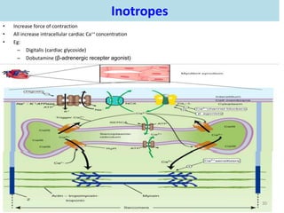 Inotropes 
• Increase force of contraction 
• All increase intracellular cardiac Ca++ concentration 
• Eg: 
– Digitalis (cardiac glycoside) 
– Dobutamine (β-adrenergic recepter agonist) 
– Amrinone (PDE inhibitor) 
30 
 