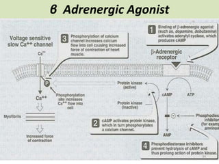 β Adrenergic Agonist 
34 
 