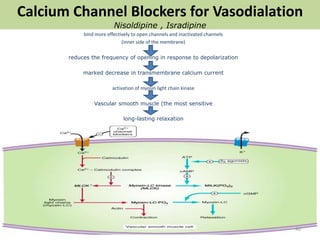 Calcium Channel Blockers for Vasodialation 
Nisoldipine , Isradipine 
bind more effectively to open channels and inactivated channels 
(inner side of the membrane) 
reduces the frequency of opening in response to depolarization 
marked decrease in transmembrane calcium current 
activation of myosin light chain kinase 
Vascular smooth muscle (the most sensitive 
long-lasting relaxation 
40 
 