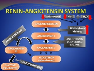 RENIN (from 
kidney) 
ANGIOTENSIN 
CONVERTING 
ENZYME 
 