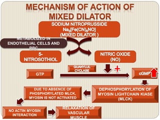 METABOLIZED IN 
ENDOTHELIAL CELLS AND 
RBC 
GTP 
RELAXATION OF 
VASCULAR 
MUSCLE 
DEPHOSPHORYLATION OF 
MYOSIN LIGHTCHAIN KIASE 
(MLCK) 
DUE TO ABSENCE OF 
PHOSPHORYLATED MLCK, 
MYOSIN IS NOT ACTIVATED 
NO ACTIN MYOSIN 
INTERACTION 
 