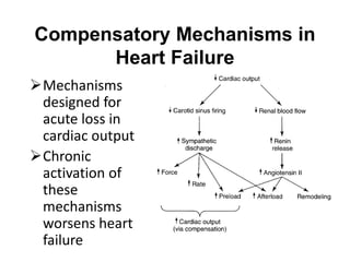 Compensatory Mechanisms in
Heart Failure
Mechanisms
designed for
acute loss in
cardiac output
Chronic
activation of
these
mechanisms
worsens heart
failure
 