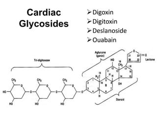 Cardiac
Glycosides
Digoxin
Digitoxin
Deslanoside
Ouabain
 