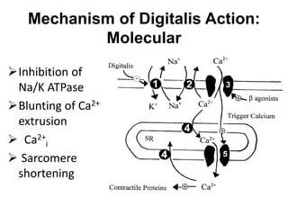 Mechanism of Digitalis Action:
Molecular
Inhibition of
Na/K ATPase
Blunting of Ca2+
extrusion
 Ca2+
i
 Sarcomere
shortening
 