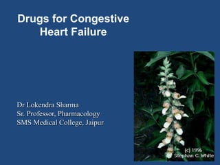 Drugs for Congestive
Heart Failure
Dr Lokendra Sharma
Sr. Professor, Pharmacology
SMS Medical College, Jaipur
 