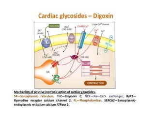 Mechanism of Digitalis Action:
Molecular
Inhibition of
Na/K ATPase
Blunting of Ca2+
extrusion
 Ca2+
i
 Sarcomere
short...