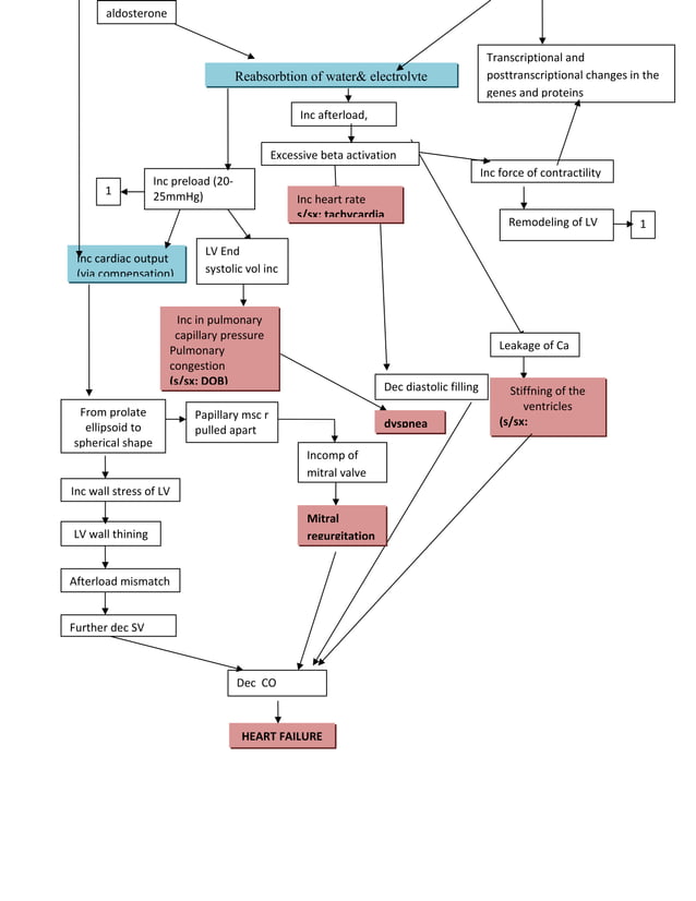 Congestive heart failure pathophysiology