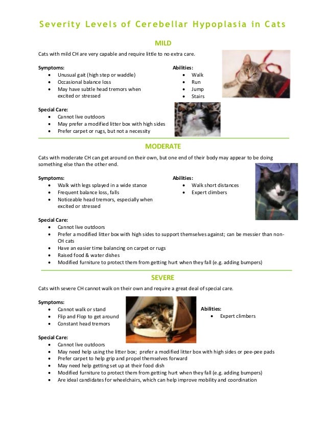 Cerebellar Hypoplasia Ch In Cats Kittens Handout