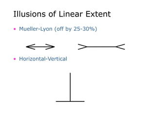 Illusions of Linear Extent
• Mueller-Lyon (off by 25-30%)
• Horizontal-Vertical
 