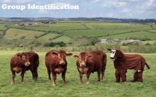 Group Identification
  Group Identification
 