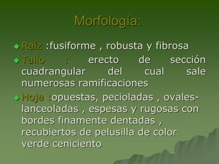 Morfología:
 Raíz  :fusiforme , robusta y fibrosa
 Tallo     :    erecto    de      sección
  cuadrangular       del    cual      sale
  numerosas ramificaciones
 Hoja :opuestas, pecioladas , ovales-
  lanceoladas , espesas y rugosas con
  bordes finamente dentadas ,
  recubiertos de pelusilla de color
  verde ceniciento
 