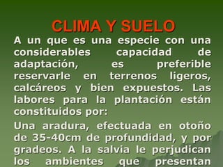 CLIMA Y SUELO
A un que es una especie con una
considerables      capacidad     de
adaptación,       es      preferible
reservarle en terrenos ligeros,
calcáreos y bien expuestos. Las
labores para la plantación están
constituidos por:
Una aradura, efectuada en otoño
de 35-40cm de profundidad, y por
gradeos. A la salvia le perjudican
los   ambientes    que    presentan
 