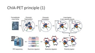 ChIA-PET principle (1)
 