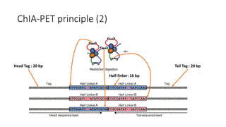 ChIA-PET principle (2)
Head Tag : 20 bp Tail Tag : 20 bp
Half-linker: 16 bp
 