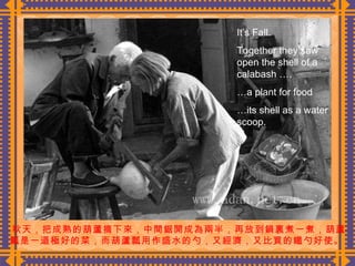 秋天，把成熟的葫蘆摘下來，中間鋸開成為兩半，再放到鍋裏煮一煮，葫蘆 瓤是一道極好的菜，而葫蘆瓢用作盛水的勺，又經濟，又比買的鐵勺好使。  It’s Fall. Together they saw open the shell of a calabash ….  … a plant for food … its shell as a water scoop. 