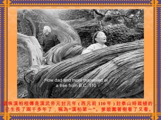 這株漢柏相傳是漢武帝元封元年 ( 西元前 110 年 ) 封泰山時栽植的， 已生長了兩千多年了，稱為“漢柏第一”。爹娘圍著樹看了又看。  How dad and mom marvelled at a tree from B.C. 110 