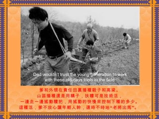 爹和外甥在責任田裏播種穀子和高梁。 山區播種還是用耩子，扶耬可是技術活， 一邊走一邊搖動耬把，用搖動的快慢來控制下種的多少。 這種活，爹不放心讓年輕人幹，還時不時地“老將出馬”。  Dad wouldn’t trust the young generation to work with these old-days tools in the field. 