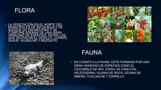 • LA VEGETACIÓN EN EL NORTE DEL
MUNICIPIO ES DE SELVA BAJA Y DE
BOSQUE DE ENCINO-PINO Y SE
COMPONE ADEMÁS DE UNA GRAN
VARIEDAD DE ESPECIES, ENTRE LAS
QUE DESTACAN EL CEPILLO, CUPAPÉ,
GUAJE, HUISACHE Y MEZQUITE.
• EN CUANTO A LA FAUNA, ESTÁ FORMADA POR UNA
GRAN VARIEDAD DE ESPECIES COMO EL
COCODRILO DE RÍO, CORAL DE CAÑUTOS,
HELEODERMA, IGUANA DE ROCA, IGUANA DE
RIBERA, TLACUACHE Y ZORRILLO.
FAUNA
FLORA
 