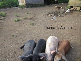 Theme 1: Animals




            15
 