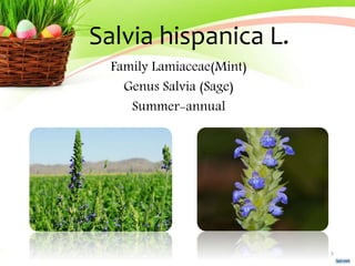 Salvia hispanica L.
Family Lamiaceae(Mint)
Genus Salvia (Sage)
Summer-annual
5
 