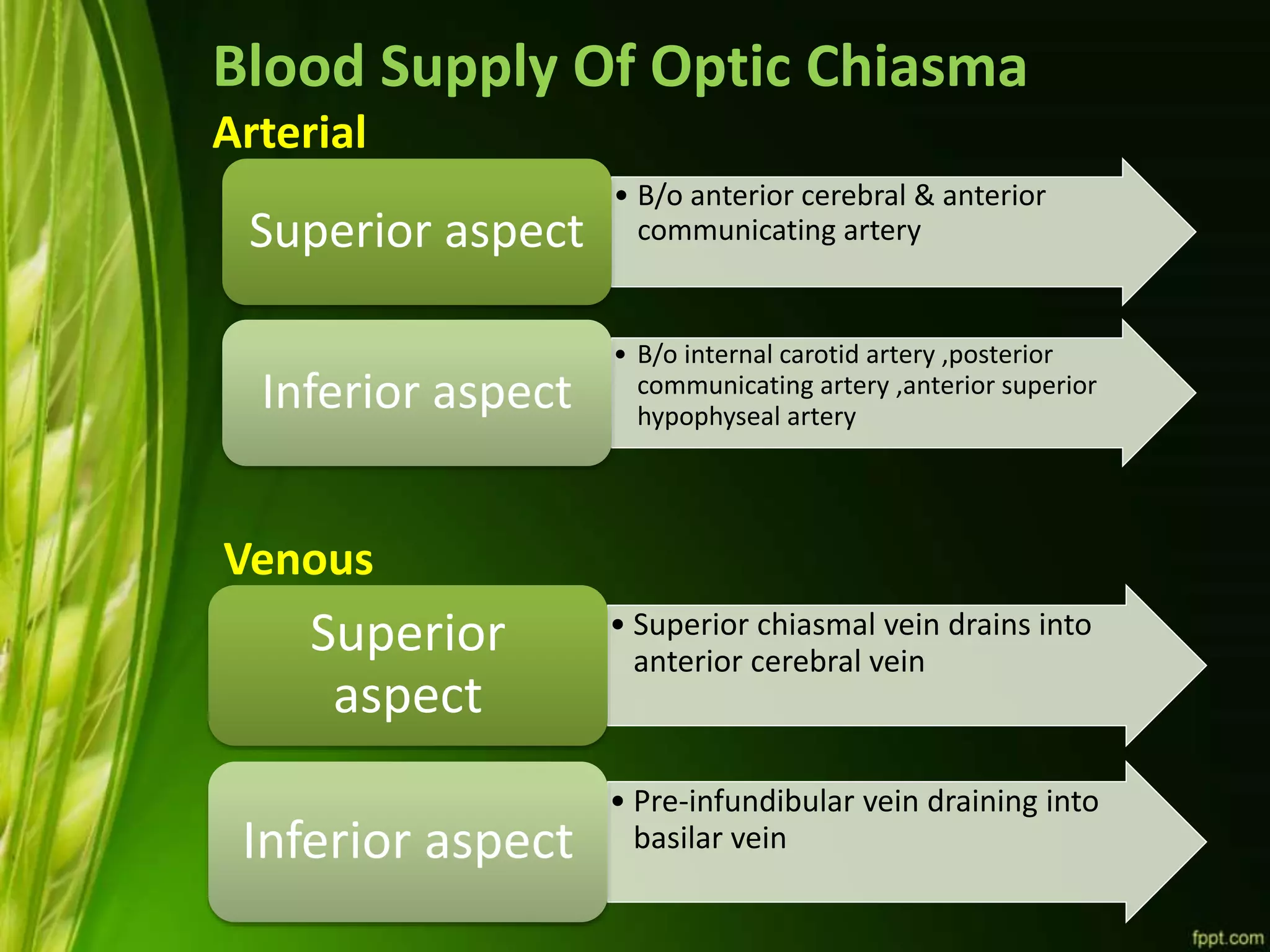 Chiasma | PPTX