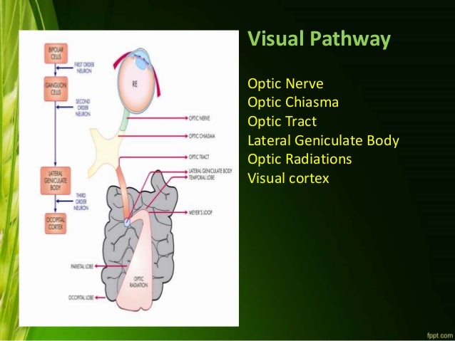 chiasmata crossover definition chiasmata crossover definition