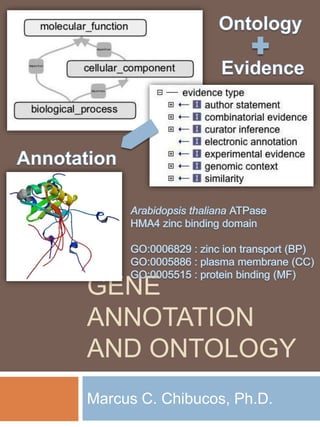 Marcus C. Chibucos, Ph.D. Ontology Evidence Annotation Arabidopsis thaliana ATPase HMA4 zinc binding domain GO:0006829 : zinc ion transport (BP) GO:0005886 : plasma membrane (CC) GO:0005515 : protein binding (MF) Gene Annotation And Ontology 