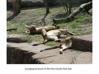 Lounging lionesses in the free Lincoln Park Zoo