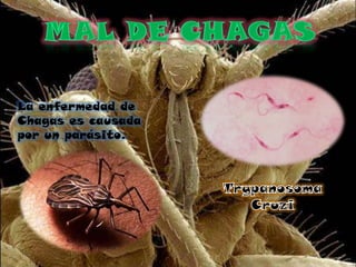 La enfermedad de
Chagas es causada
por un parásito.
 