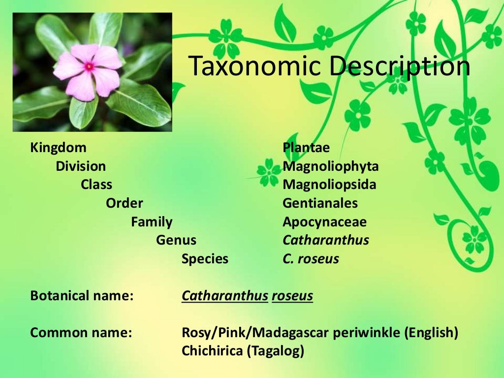 Ethnobotany Plant Taxonomy Chichirica (Catharanthus roseus)