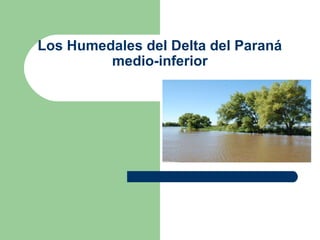 Los Humedales del Delta del Paraná
         medio-inferior
 