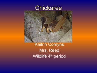 Chickaree Kaitrin Comyns Mrs. Reed Wildlife 4 th  period 